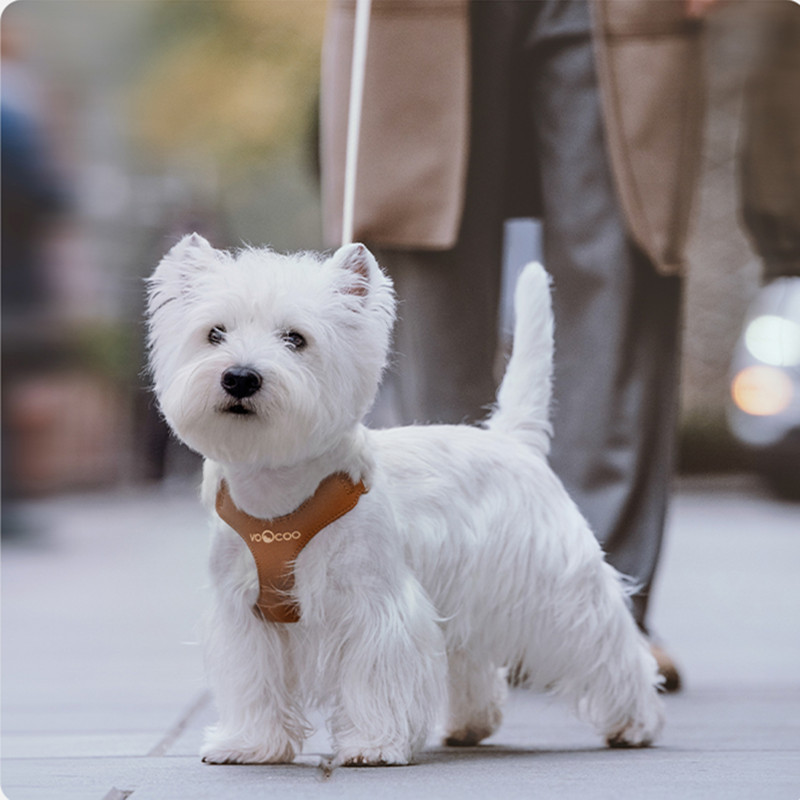 Adjustable Chest Strap Dog Leash