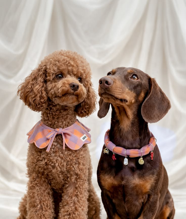 Pet lifestyle details