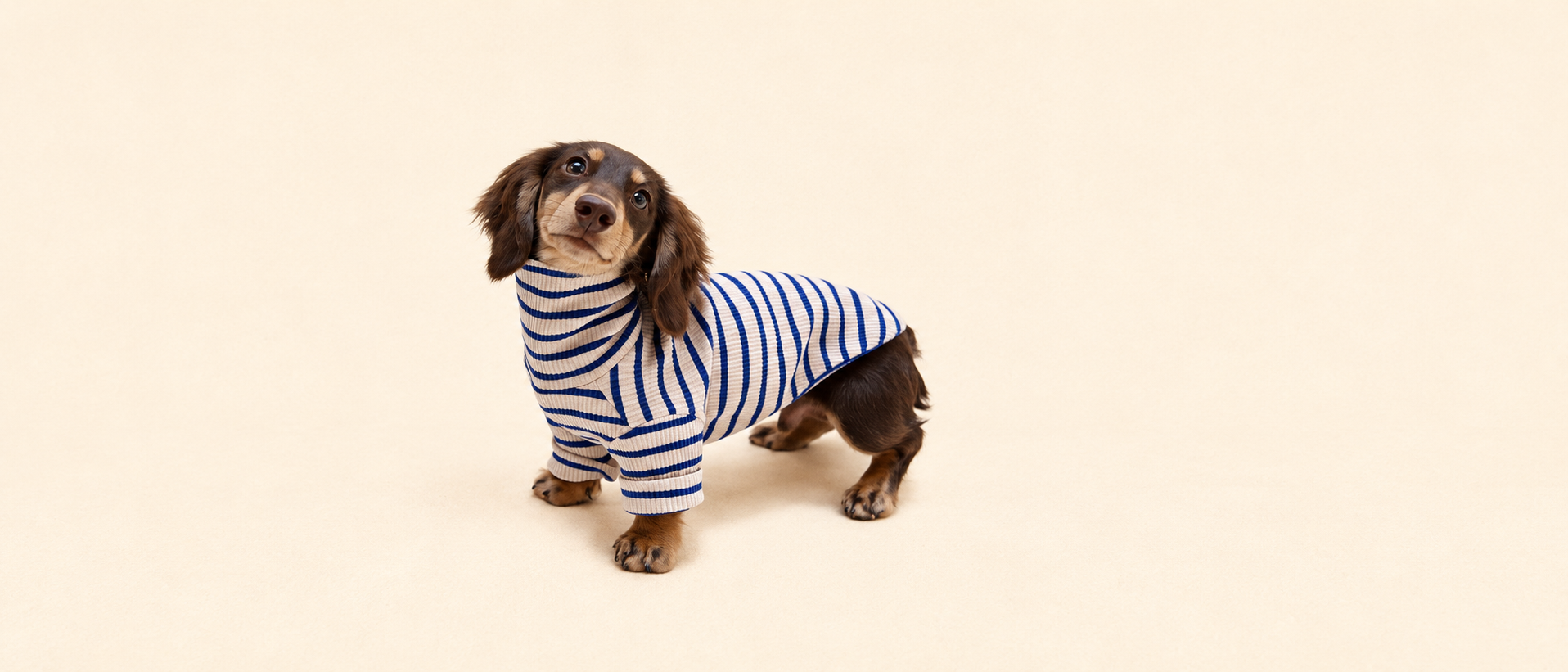 Pet lifestyle banner