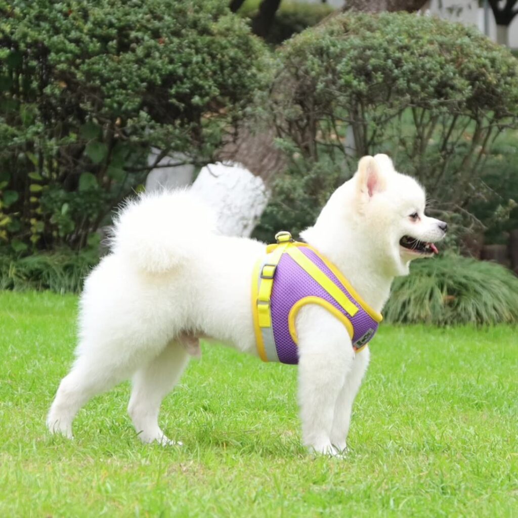Reflective Breathable Vest Dog Leash