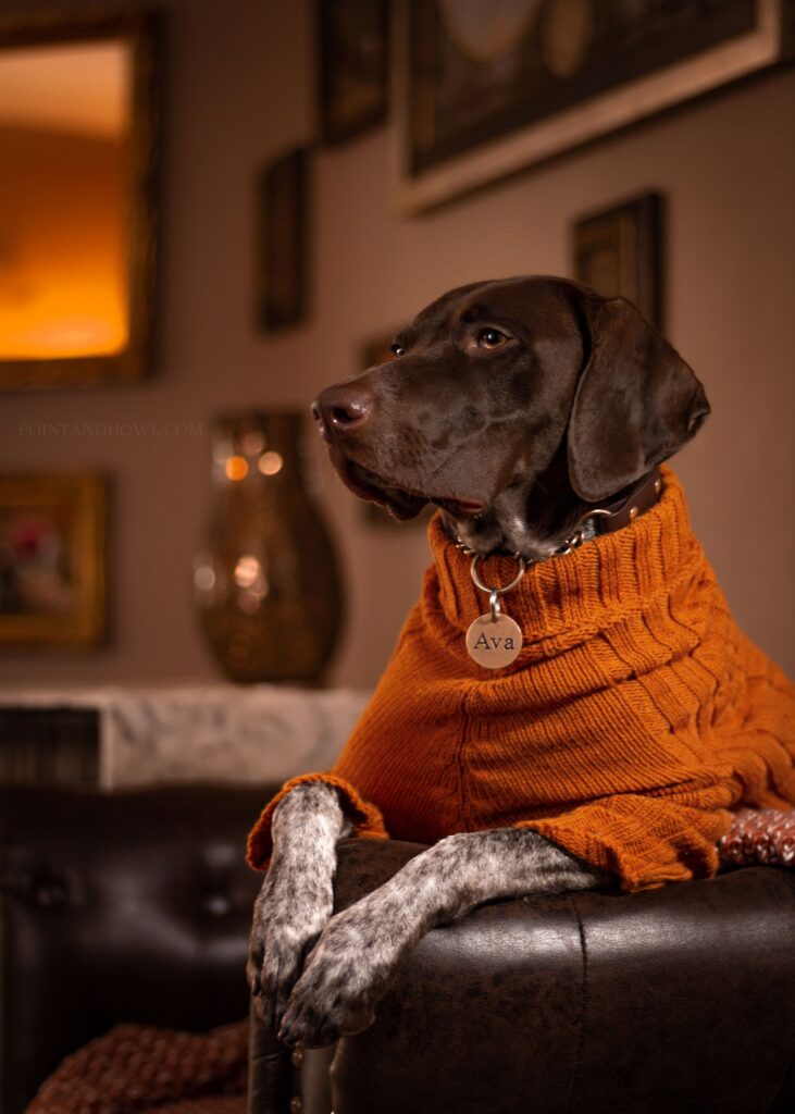 Patterned Wool Dog Sweater
