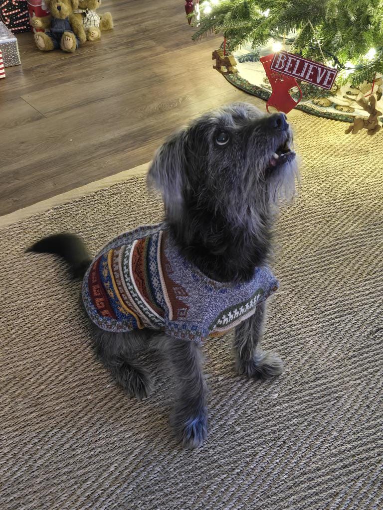 Alpaca Dog Sweater - Image 13