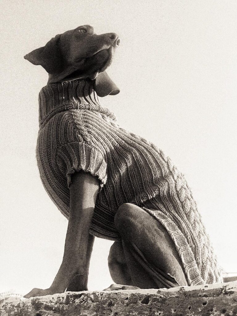 Cable Knit Turtleneck Dog Sweater